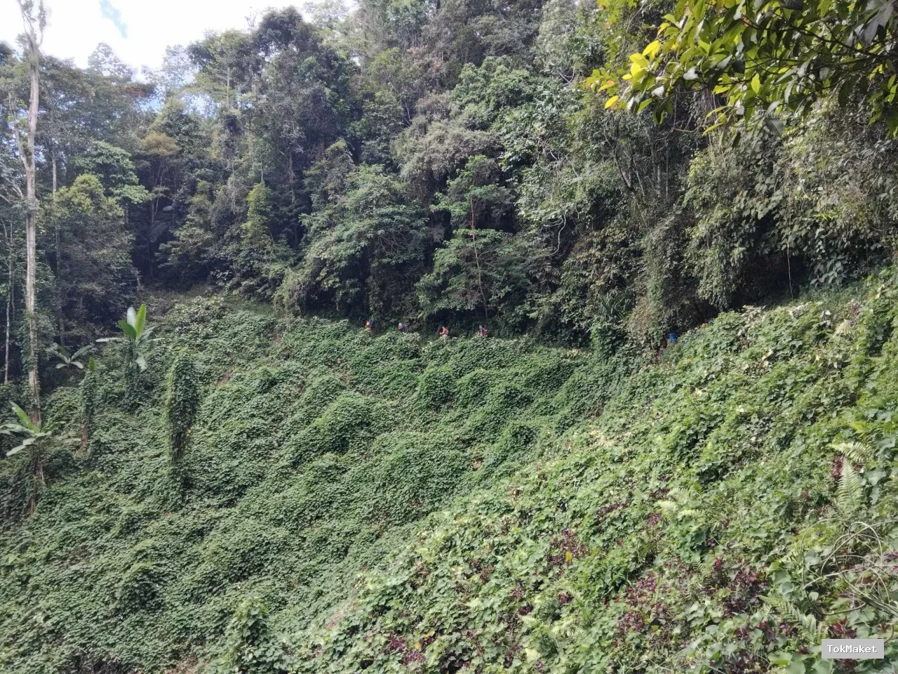 Choko Fields